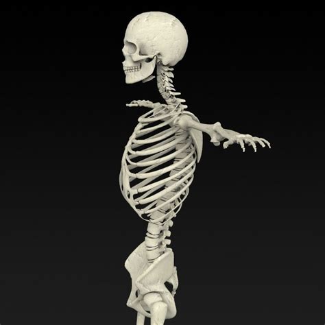Realistic Human Skeleton 3d Model Max Obj 3ds Fbx C4d Lwo Lw Lws
