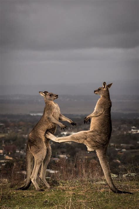 Can Kangaroos Do Boxing Boxjulg
