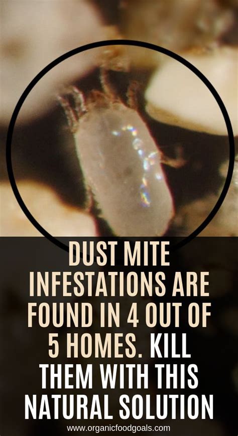 Dust Mite Infestations Are Found In 4 Out Of 5 Homes Kill Them With