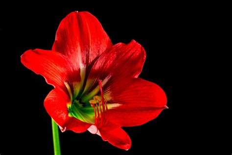 Free Images Blossom Flower Petal Bloom Red Macro Photography