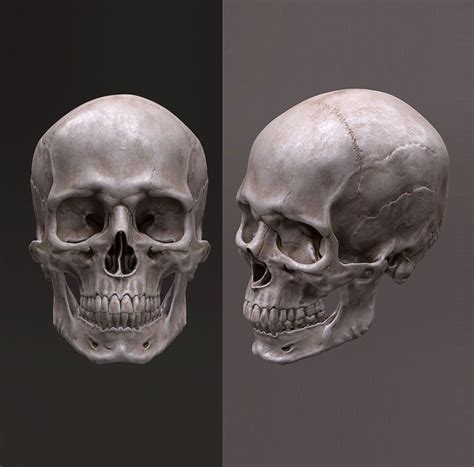 Human Skull Caucasian Male 3d Model Skull Anatomy Human Skull