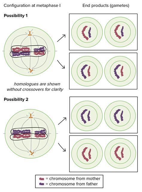 ️ The Different Phases Of Mitosis Different Stages In The Process Of
