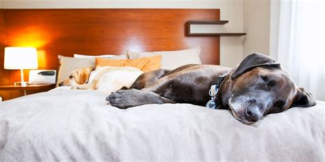 Dog Friendly Hotels Pet Friendly Hotel Deals Travelzoo