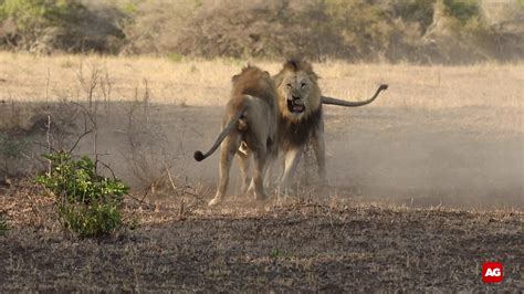 Male Lions Fighting Youtube