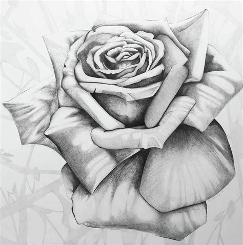 Open Rose Drawing At Explore Collection Of Open