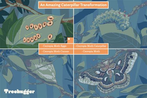 10 Remarkable Types Of Caterpillars And What They Become