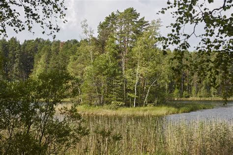 Finnish Landscape With Forest And Lake Finland Nature Wilderness Stock