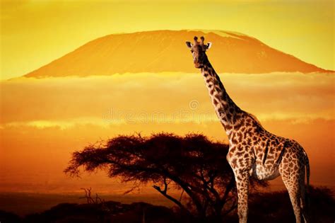 Giraffe On Savanna Mount Kilimanjaro At Sunset Stock Photo Image Of