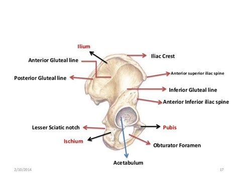 Gluteal Lines On Illium Related Keywords And Suggestions Gluteal