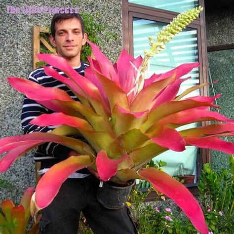 50seeds Rare Bromeliad Seeds Vegetable And Fruit Garden Succulent