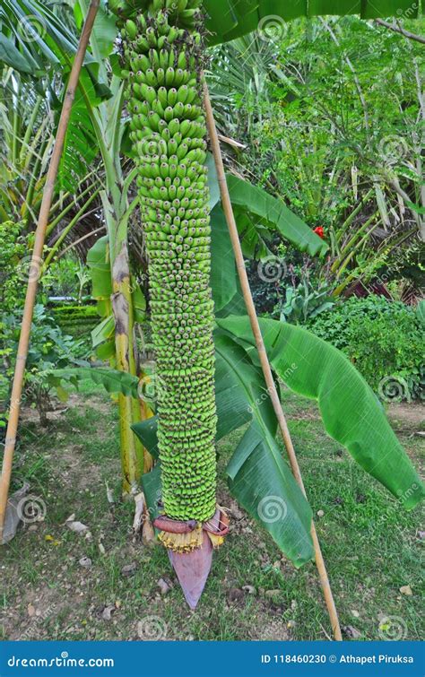 Wonderful Long Banana Bunch With Bamboo Crutches Stock Photo Image Of