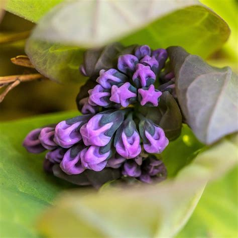 Lewis Ginter Botanical Garden — Our Native Virginia Bluebells Mertensia