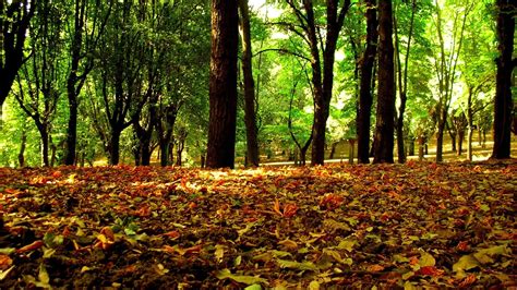 2560x1600 Leaves Trees Forest Autumn Coolwallpapersme