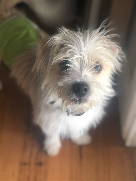 Since girls are distinguished by a more gentle, kind, and wayward character, then appropriate names should be chosen for them. Jasper - Small Male Jack Russell Terrier x Maltese Mix Dog ...