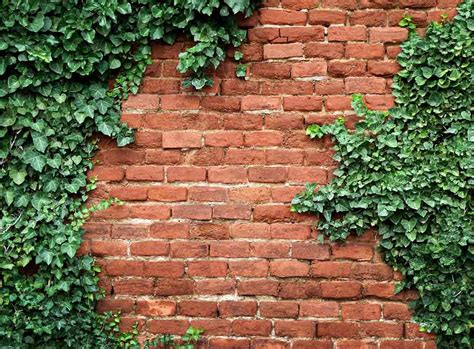Does Ivy Harm Brick Walls
