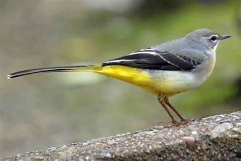 Grey Wagtail A Pair In My Garden 6 0ctober 2014 A First Vögel Spezies