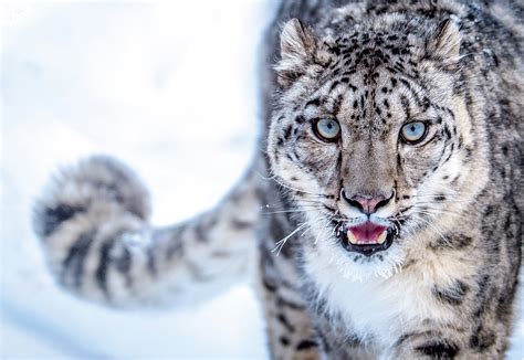 Mac os x snow leopard install dvd 10.6.3 retail на mac. Is the Snow Leopard Endangered Wild Cat? - Catman