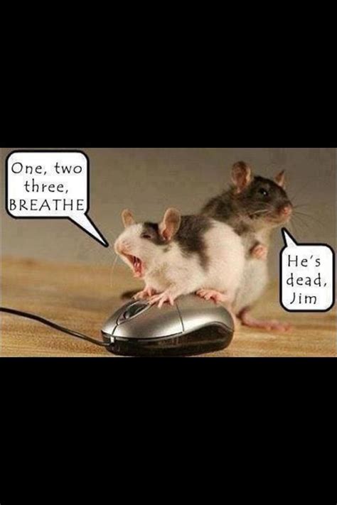 Pin By Christine Blondel Maddalena On Funny Funny Animal Quotes