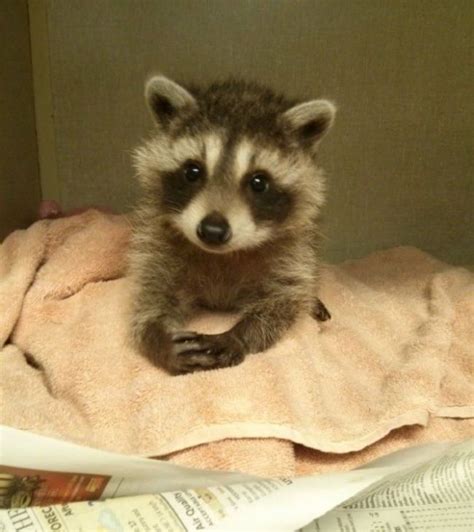 20 Reglas De La Vida De Los Mapaches Funny Animal Memes Baby Raccoon