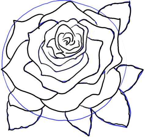 How To Draw Roses Opening In Full Bloom Step By Step Drawing Tutorial