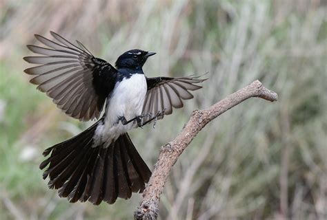 Image 27961 Of Willie Wagtail By Brian Oleary