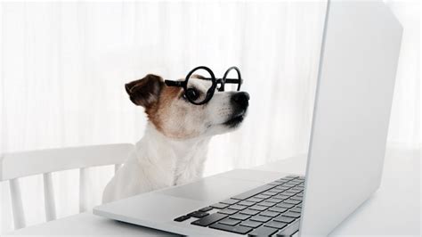 Premium Photo Dog Using Computer In Nerd Glasses Laptop Keyboard