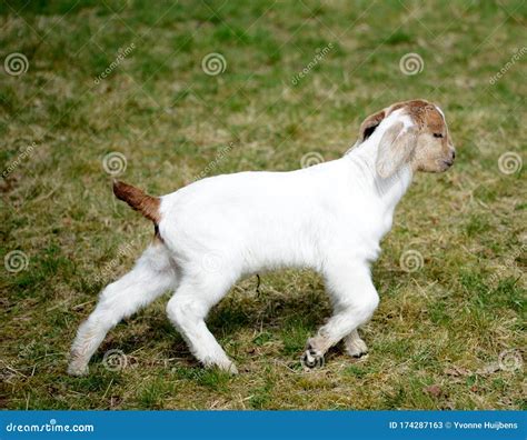 Adorable Baby Goat Walking In The Meadow Stock Image Image Of