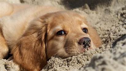 Retriever Golden Hunde Welpen Dogs Allwallpaper