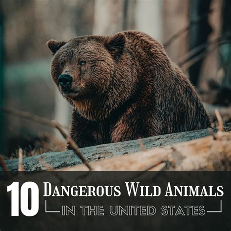 The Top 10 Most Dangerous Wild Animals In The U S A Owlcation Riset