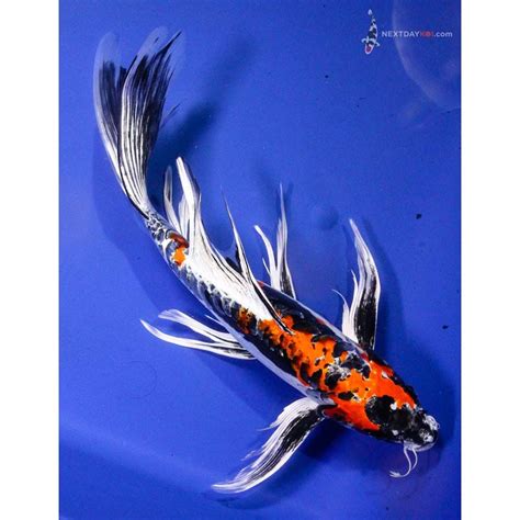 135 Beni Kikokuryu Butterfly Koi Koi Fish For Sale