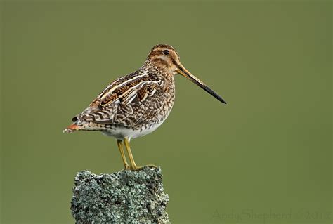 Andy Shepherd Wildlife Photography Common Snipe Continued