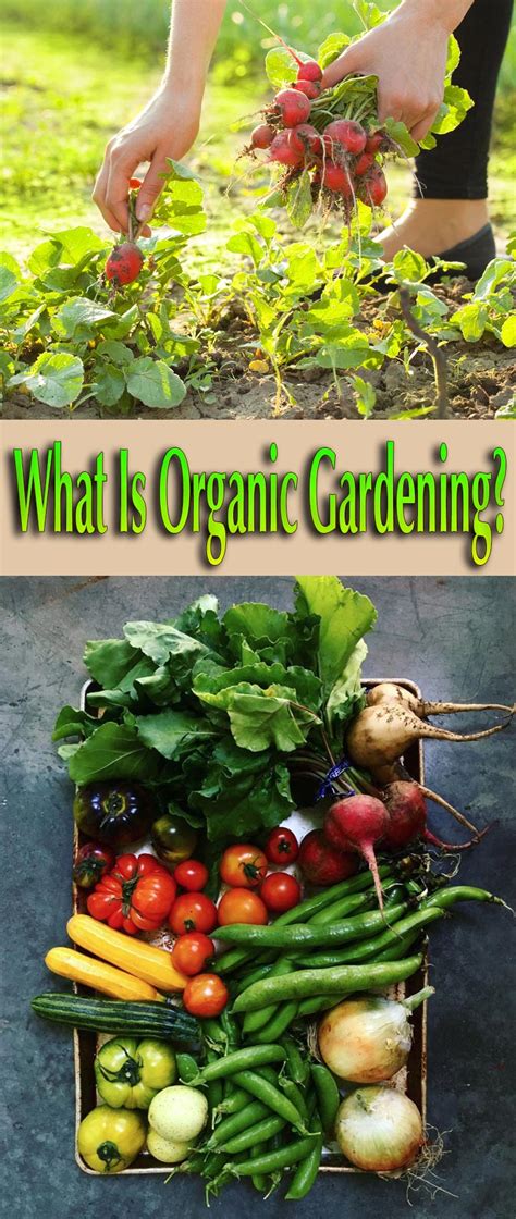 Quiet Cornerwhat Is Organic Gardening Quiet Corner