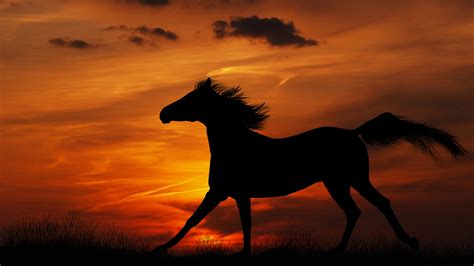 Horse Shadow With Sunset Background Hd Horse Wallpapers Hd Wallpapers