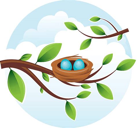 Bird Nest Illustrations Royalty Free Vector Graphics And Clip Art Istock