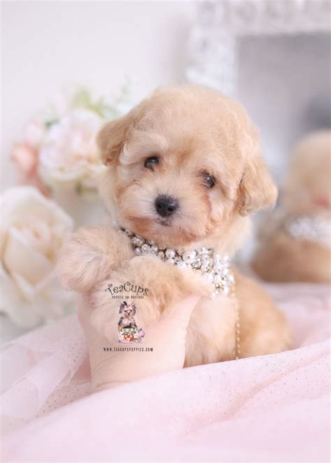 We did not find results for: apricot-toy-poodle-puppy-for-sale-teacup-puppies-012-a | Teacup puppies, Poodle puppy, Cute ...