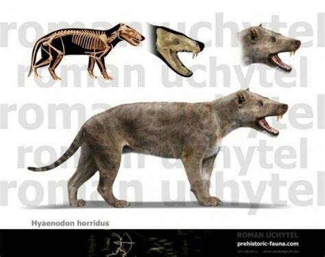 Hyaenodon Horridus Animals Prehistoric Creatures Megafauna