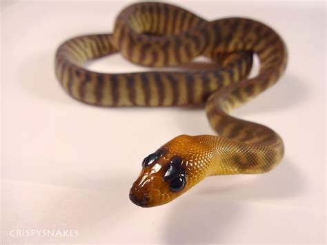 Woma Python Baby Little Panda Face Serpientes Animales Y Fauna