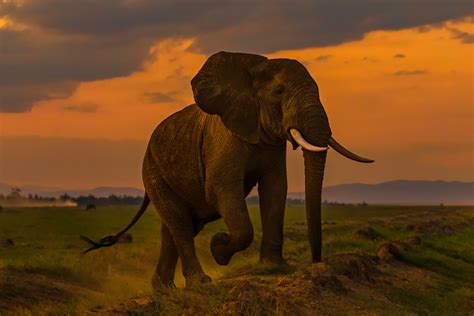 Download Cloud Sunset Animal African Bush Elephant Hd Wallpaper
