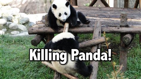 Killing Panda So Scary Panda ぱんだ、殺しあい？ Panda Youtube