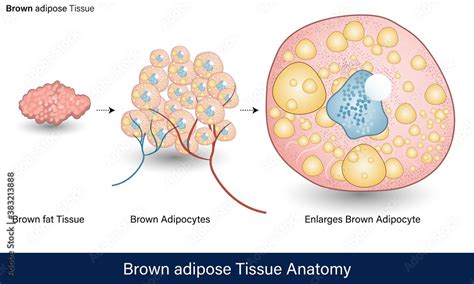 Plakat Infographics Of Human Adipose Tissue Anatomy Brown Adipose