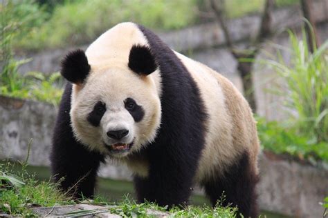 Good News All Thanks To The Conservation Efforts The Giant Panda Is