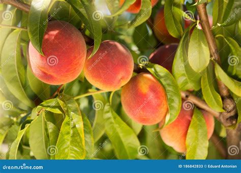 Ripe Peaches On A Tree Four Fruits In A Row In The Foreground Stock