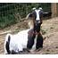 Taming A Wild Goat  HubPages