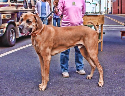 Great Dane Topaz Biggest Dog I Have Ever Seen View On B Mike