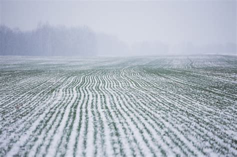 Field Of Winter Wheat In The Snow Stock Photo Download Image Now Istock