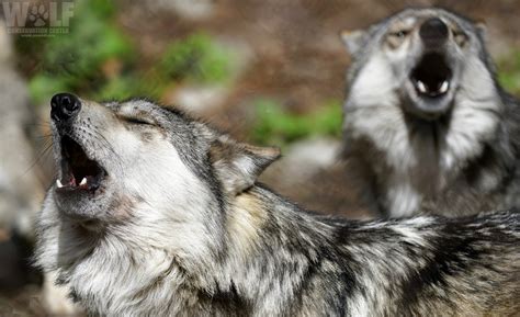 Mexican Gray Wolves Are Essential Lets Tell The Usfws To Save Them