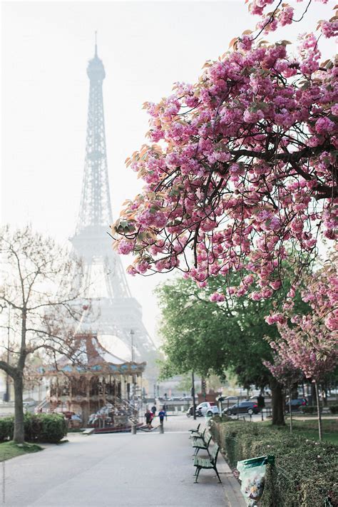 Eiffel Tower And The Cherry Blossom Tree By Jovana Rikalo Eiffel