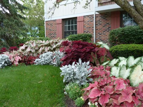 Pin By Dorothy Kennedy On Landscaping Shade Plants Shade Garden Plants