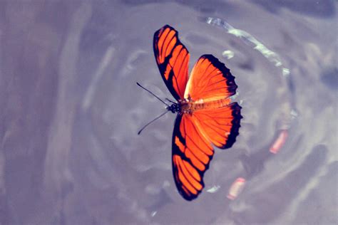 Can Butterflies Swim By Abii Murder On Deviantart