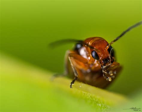 Focal Length In Reverse Lens Macro Technique